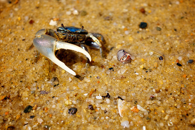 Effects of Climate Change on Marine Life