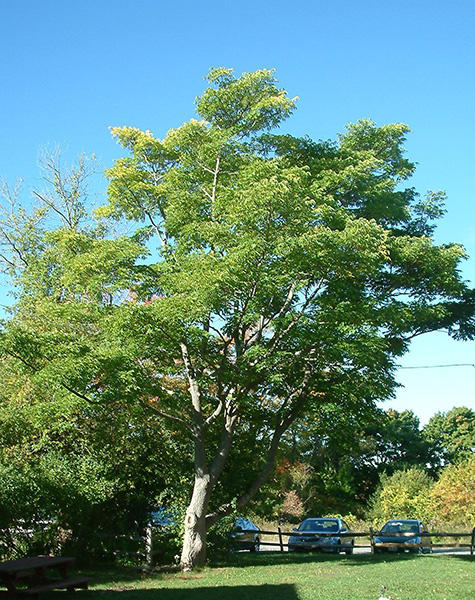 Amur cork tree mature form 