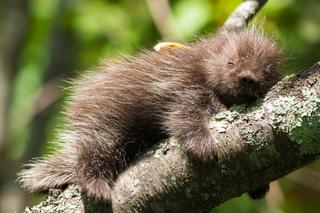 Baby porcupine in tree © David Blad