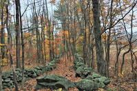 Stone wall separating Holder property (left) from Wachusett Meadow Wildlife Sanctuary (right)