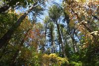 Looking up at the Bear Hole tree canopy in fall