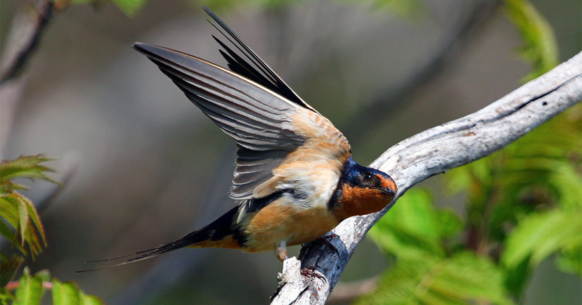 Barn Swallow Conservation
