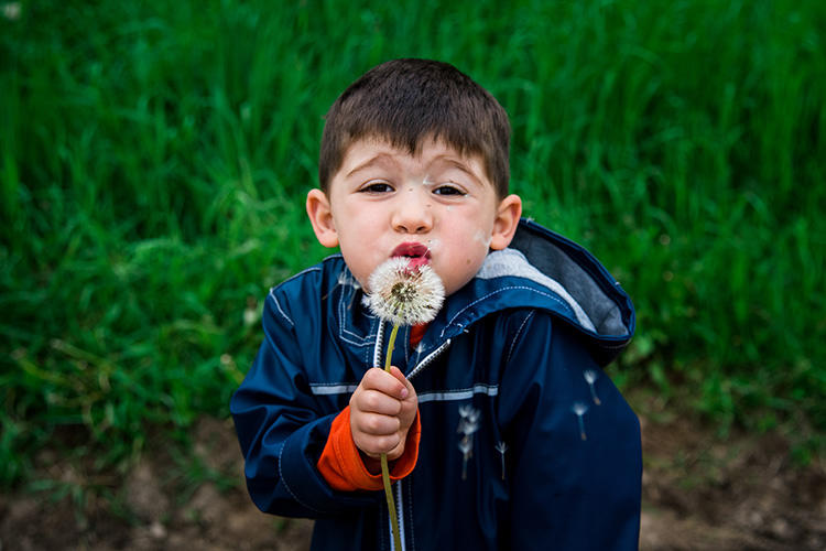 Preschooler blowing on a dandelion puff in spring at Drumlin Farm Wildlife Sanctuary