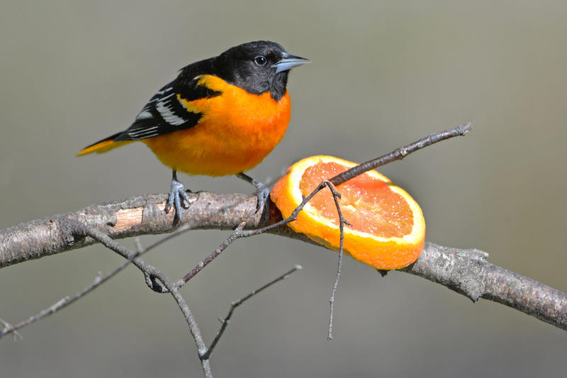 Baltimore Oriole © George Ann Millet