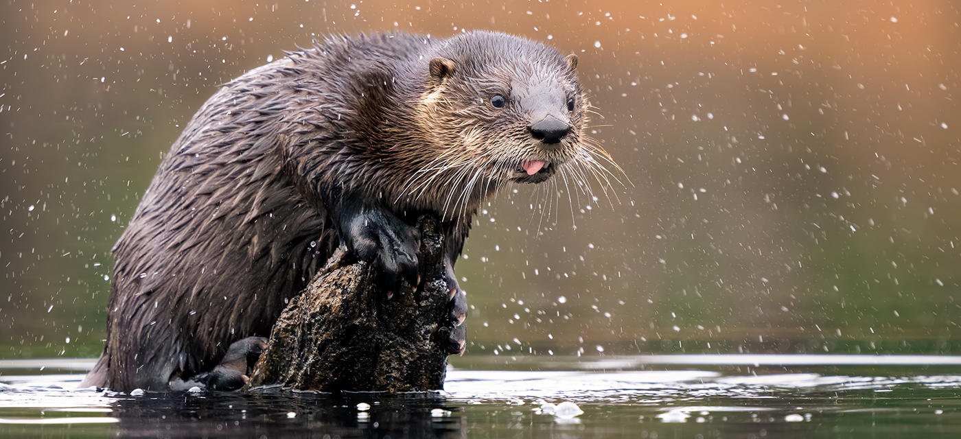 North American River Otter at Waseeka Wildlife Sanctuary © Ian Barton (2021 Grand Prize)