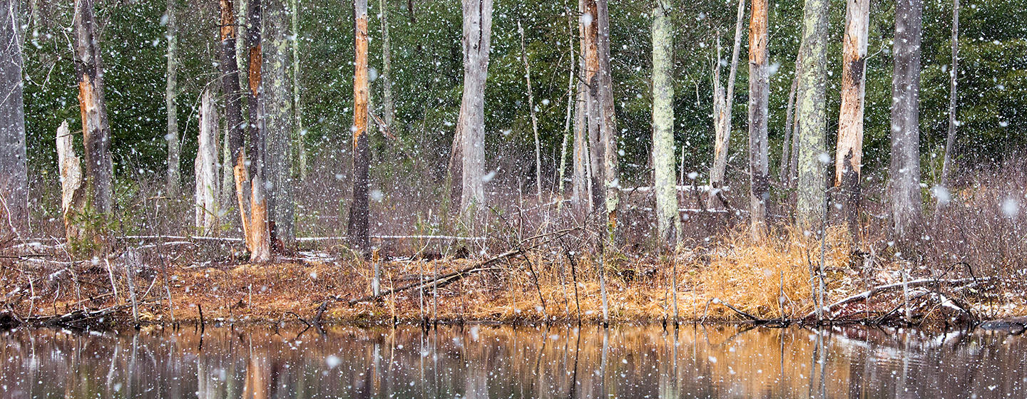 Waseeka Wildlife Sanctuary in winter © Cheryl Rose