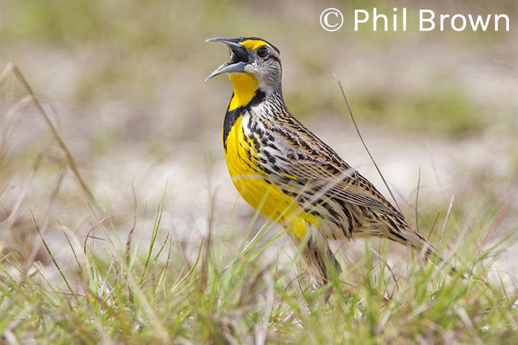 Eastern Meadowlark © Phil Brown
