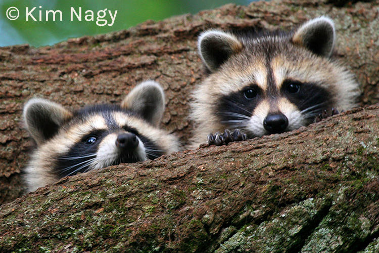Pair of young raccoons peering over a log © Kim Nagy
