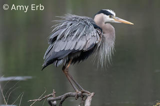 Great Blue Heron © Amy Erb