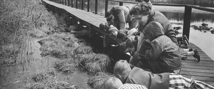 Stony Brook Wildlife Sanctuary in Norfolk, circa 1970