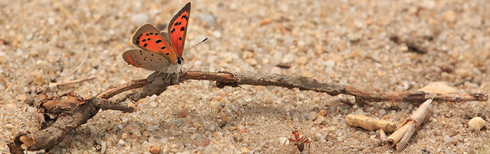 Tidmarsh - American Copper Butterfly