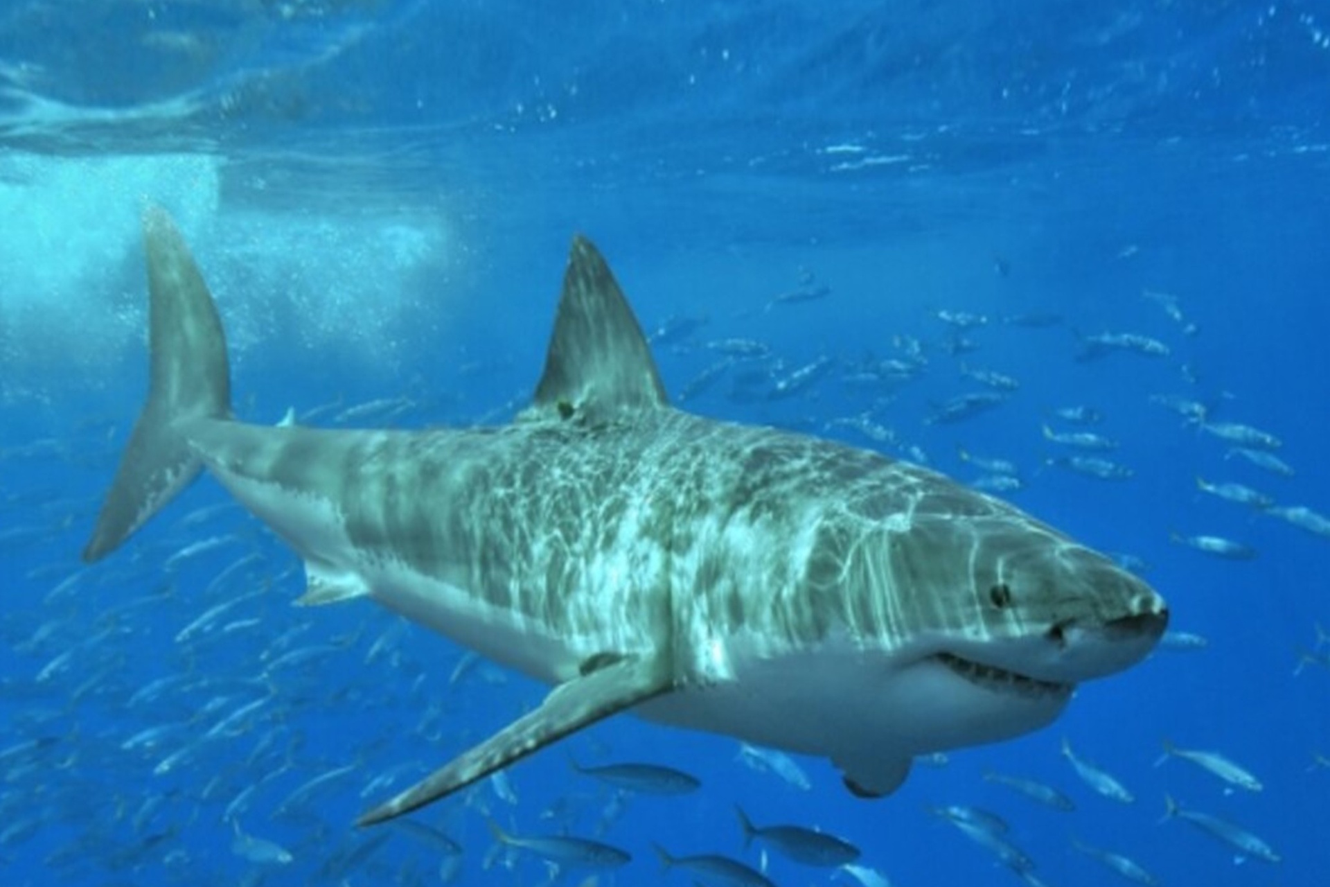 Atlantic White Shark in the water
