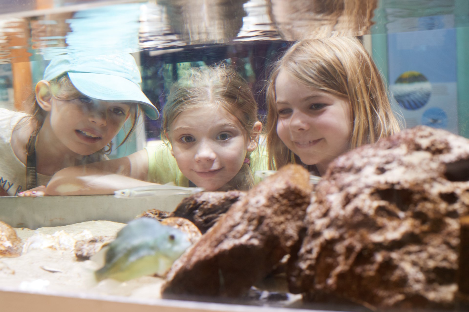 three children look into fish tank