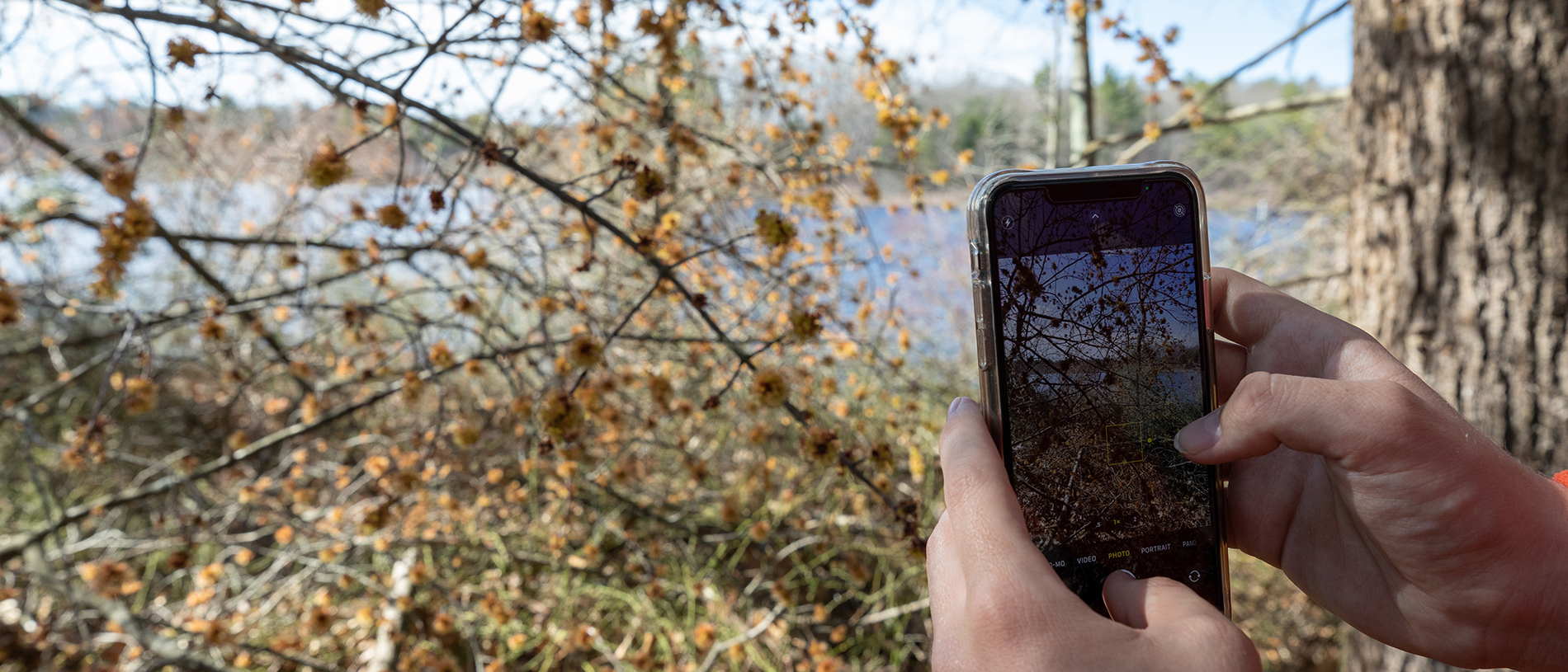 Person taking a photo of branches with a smartphone