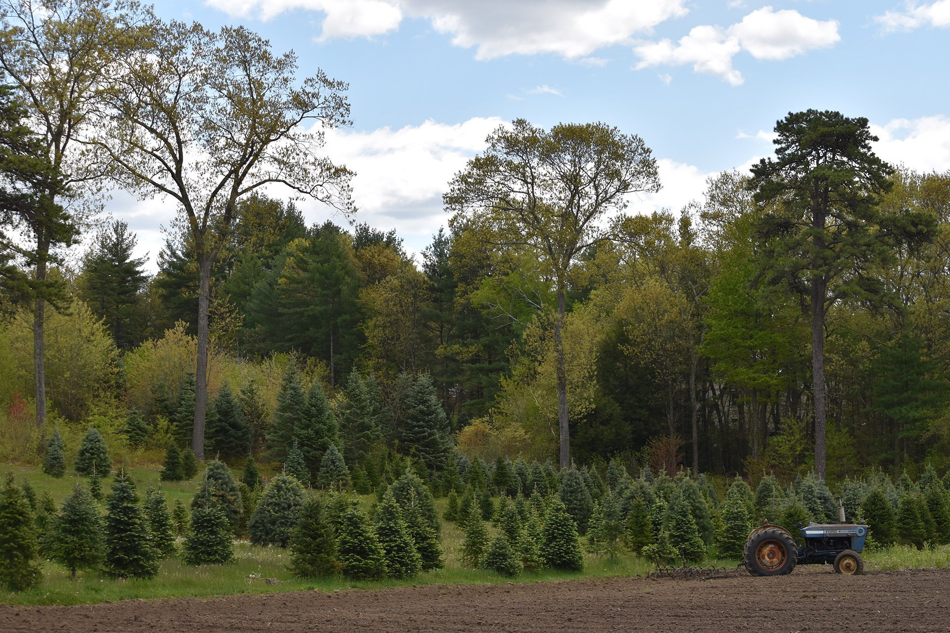 Trees in a field at Pawtucket Farm