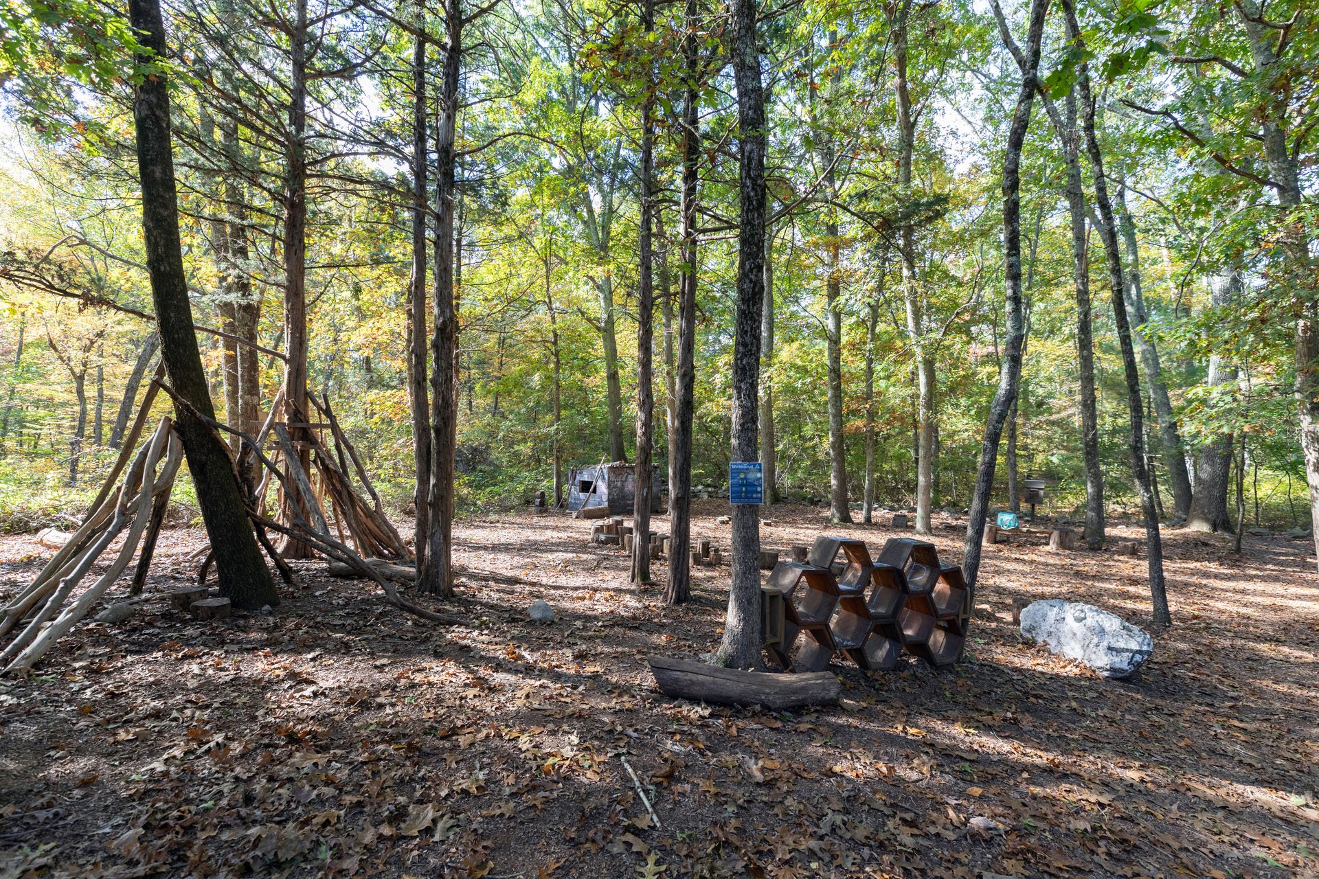 forested play area with natural enrichment features