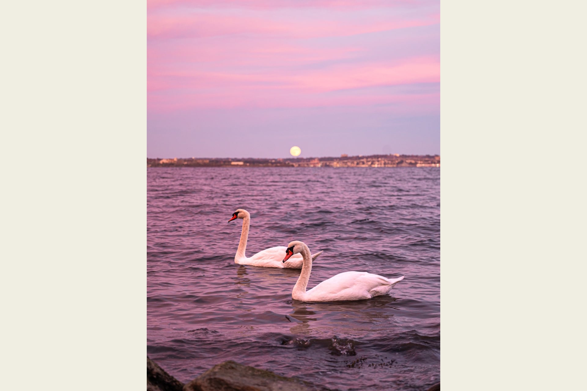 Pink-hued photograph of two swans on open water with the moon on the horizon in the far background