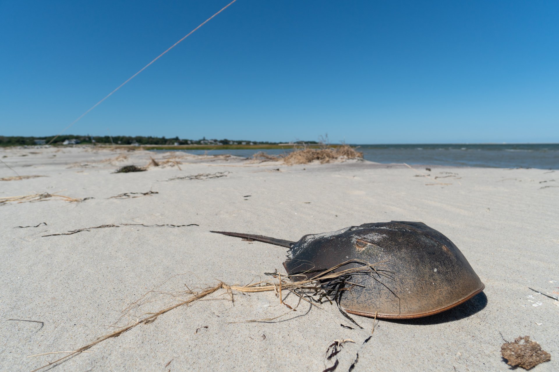 Horseshoe crab on the beach