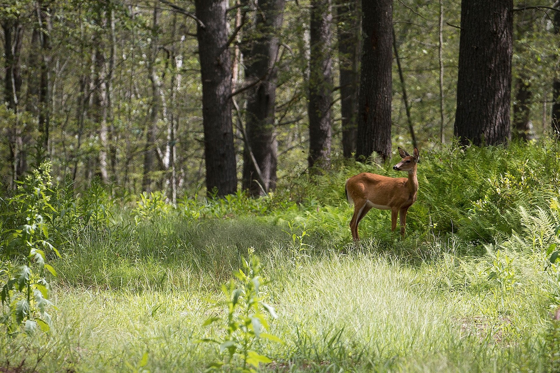 A deer stands amid ferns, grass, and trees on a sunny day.