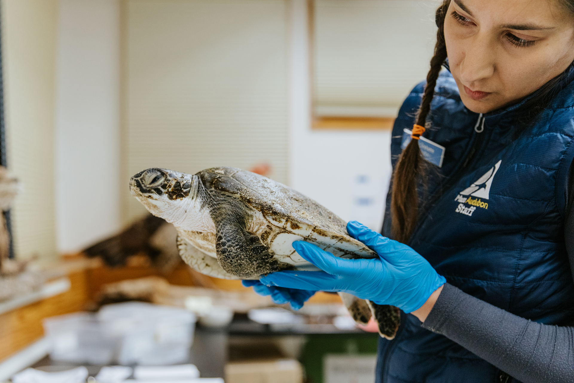 Staff with Sea Turtle