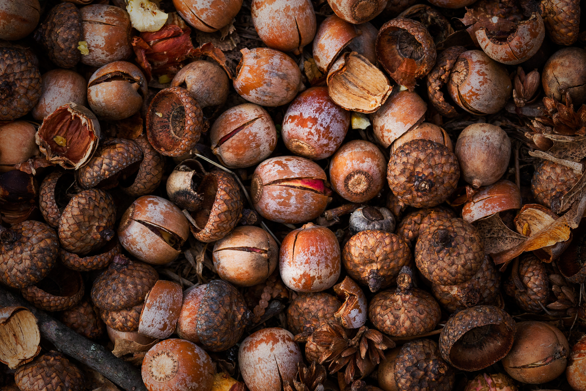 Mix of acorns