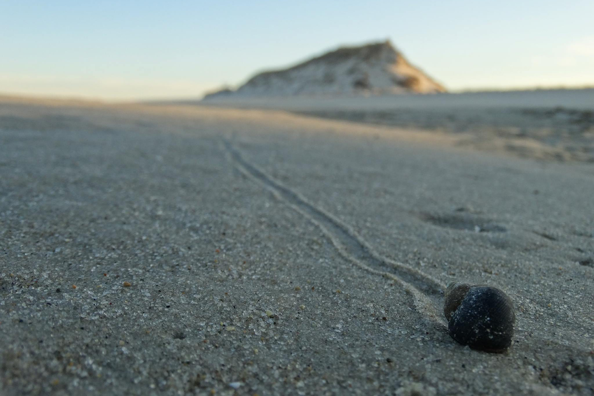 Periwinkle at the end of a trail in the sand by Sean Kortis