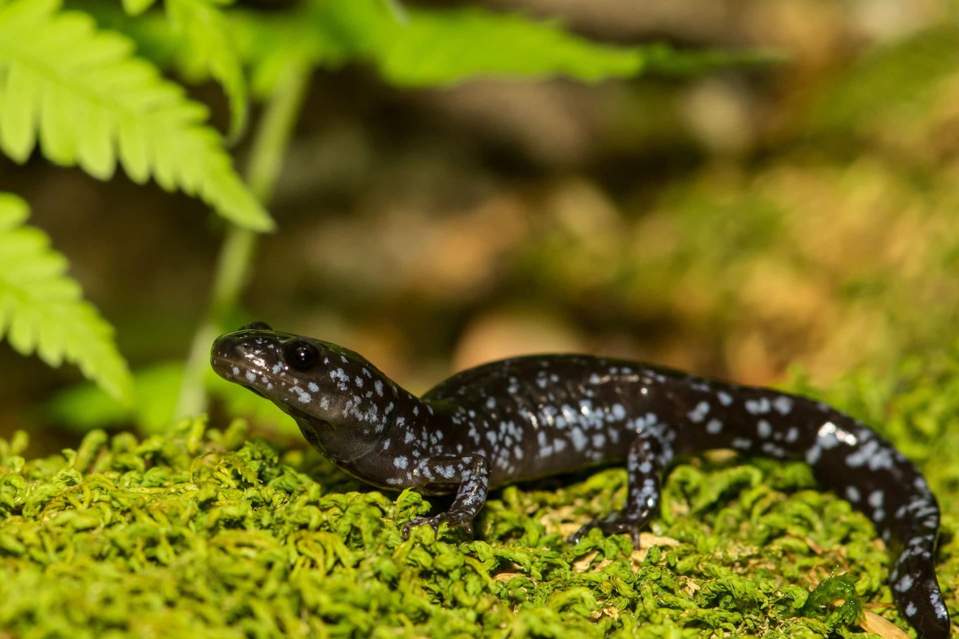 Blue Spotted Salamander