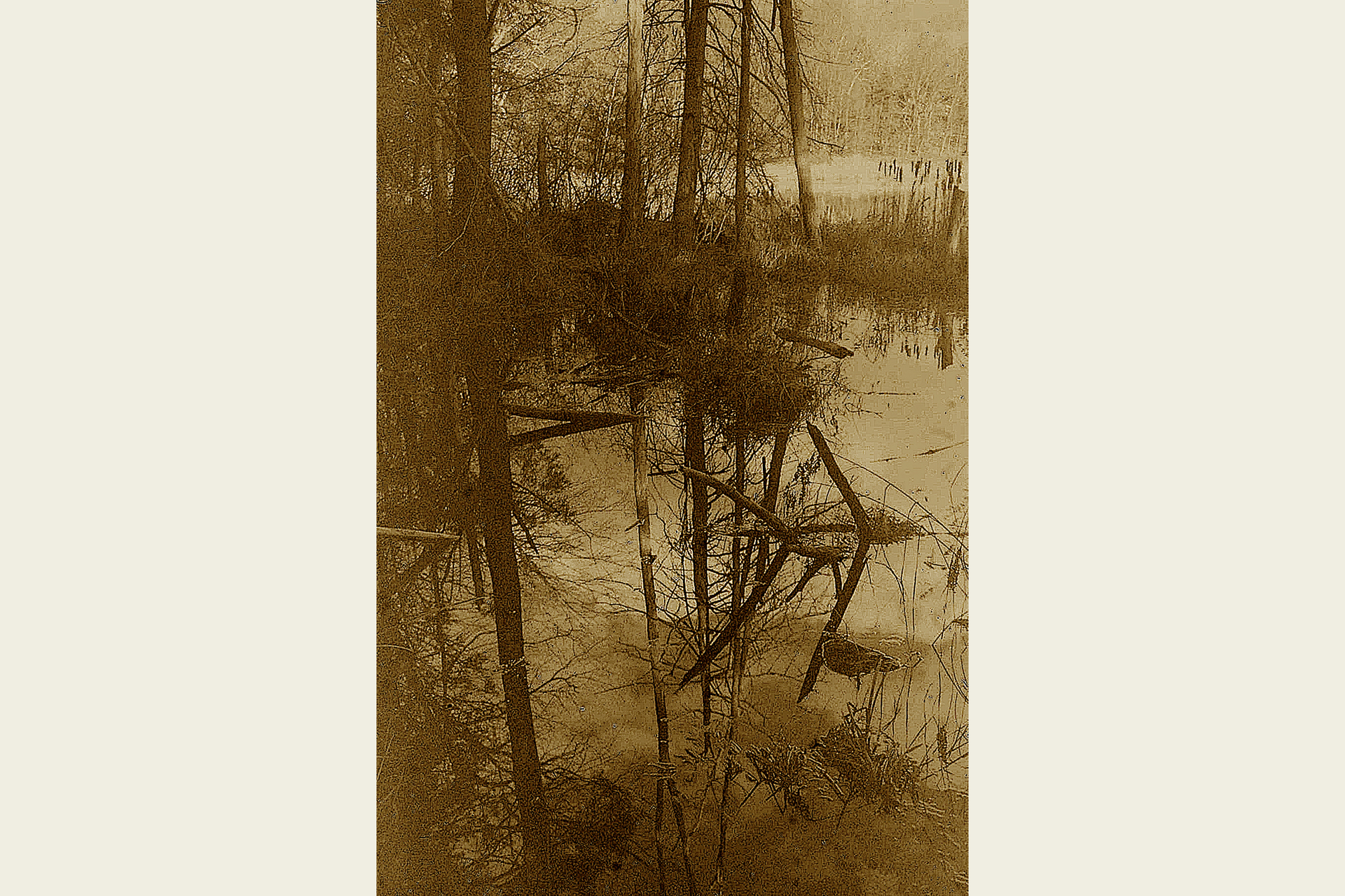 Sepia photograph of water and trees © Randy Johnson