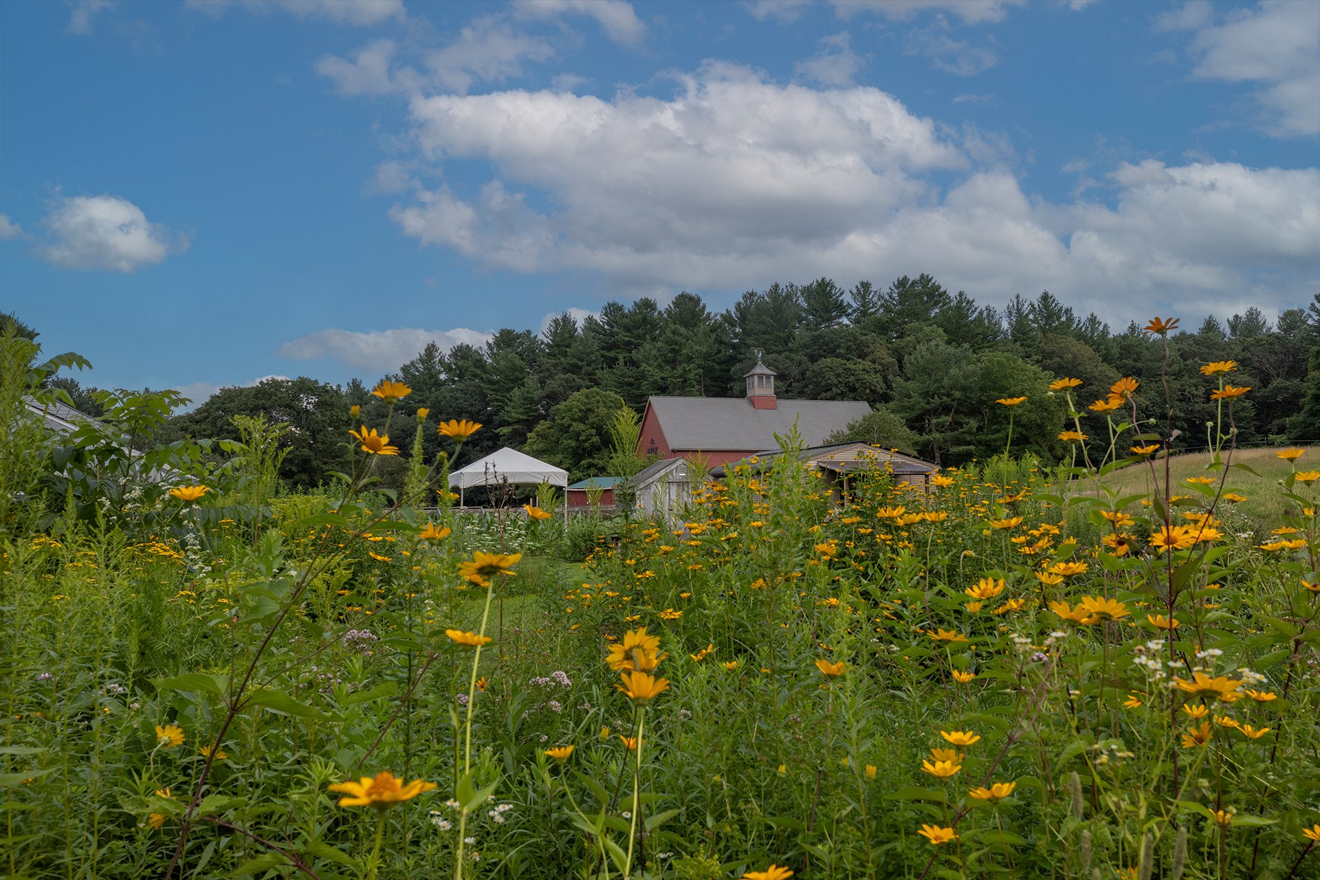 Tall yellow flowers in a green garden with a red barn in the background.