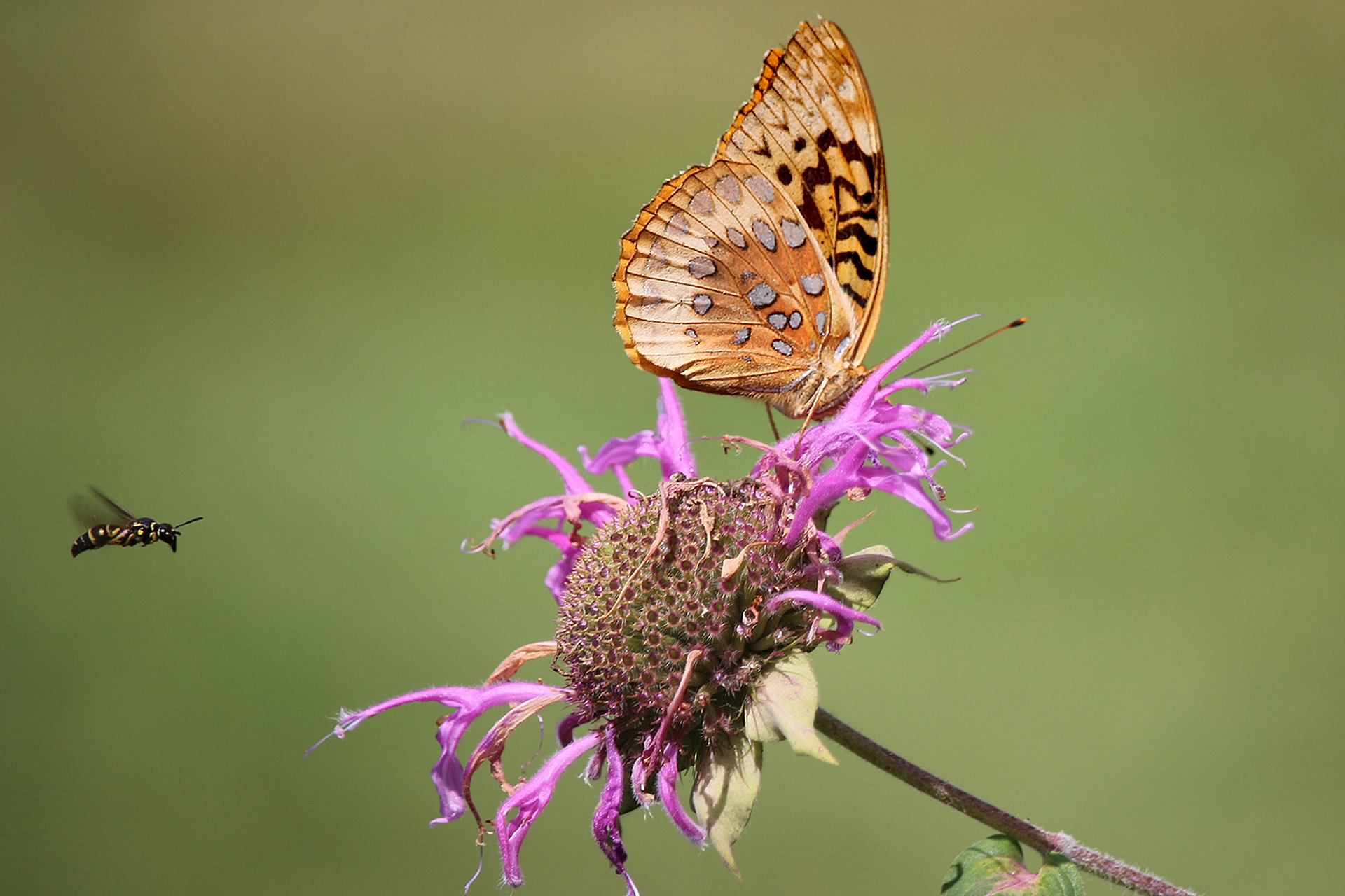 black and orange butterfly on a dying purple flower with a flying black insect on the left side