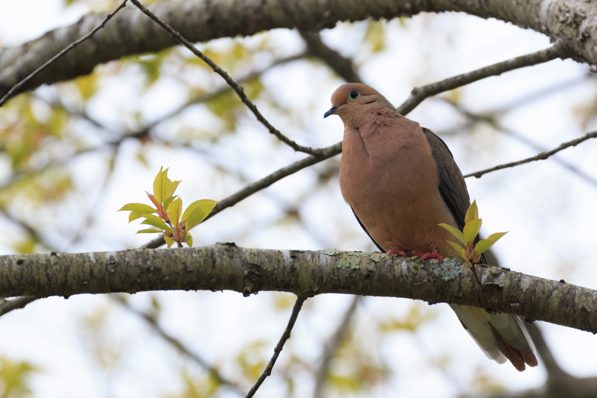 Mourning Dove perched on branch