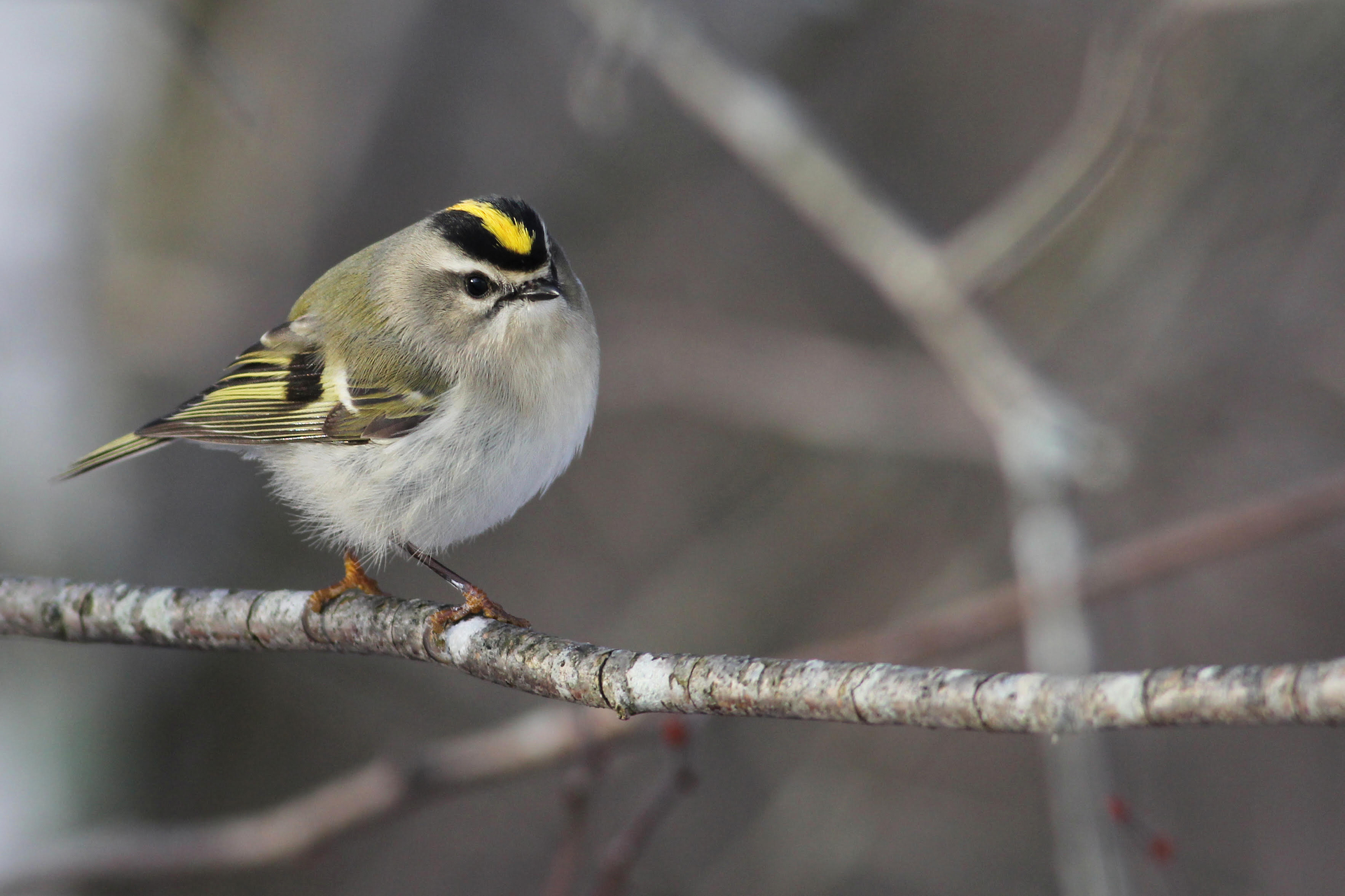 yellow white round bird sitting on branch
