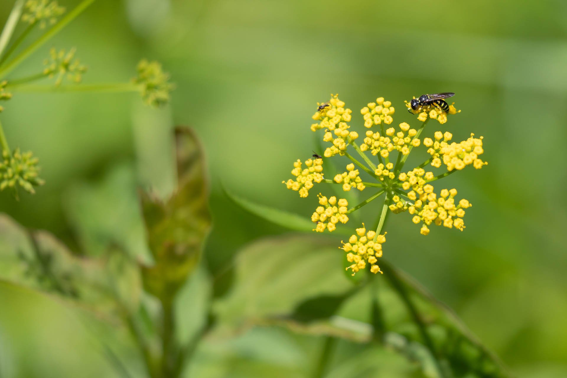 A bee sits on a cluster of yellow flowers.