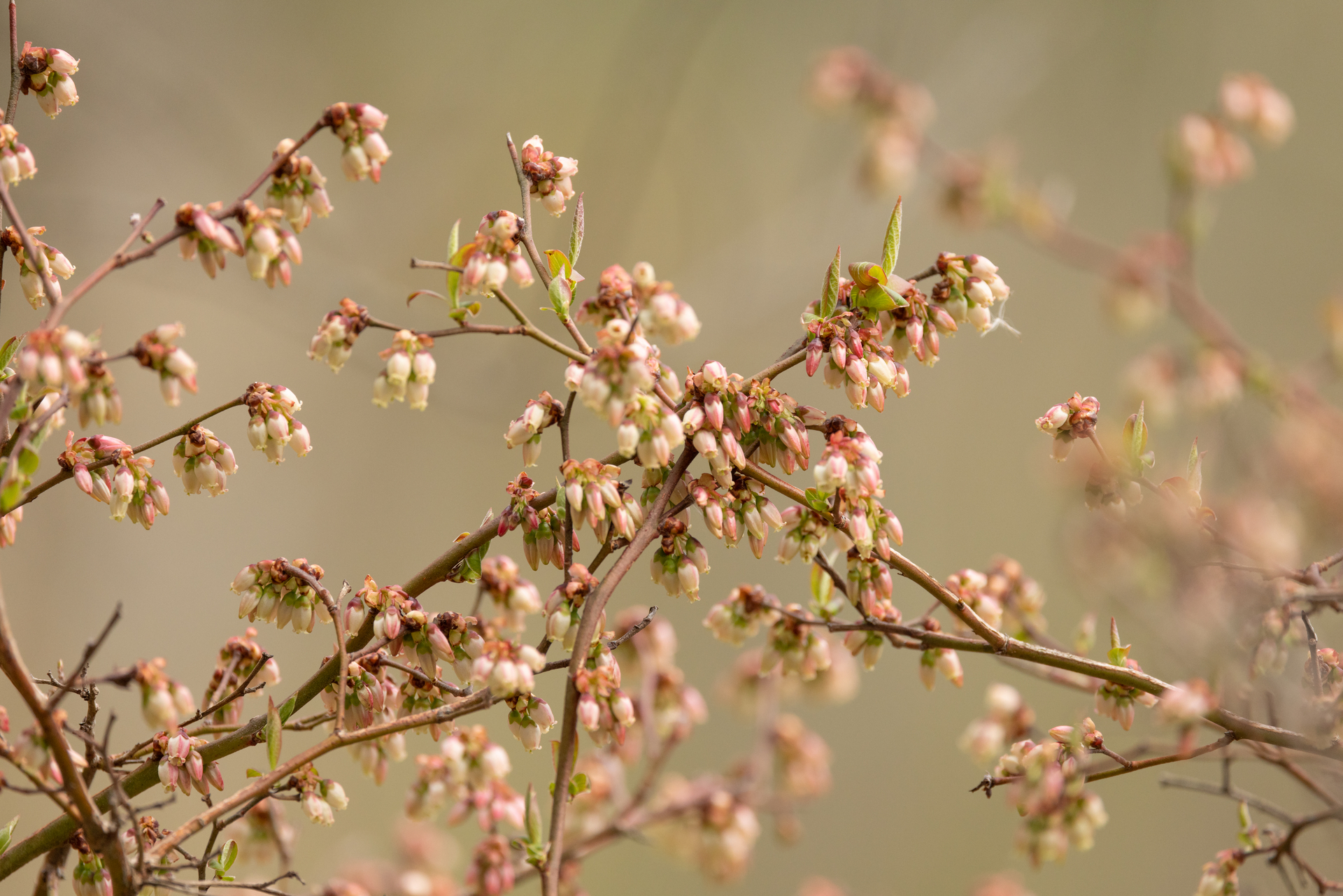 Sparse branches with pale pink buds