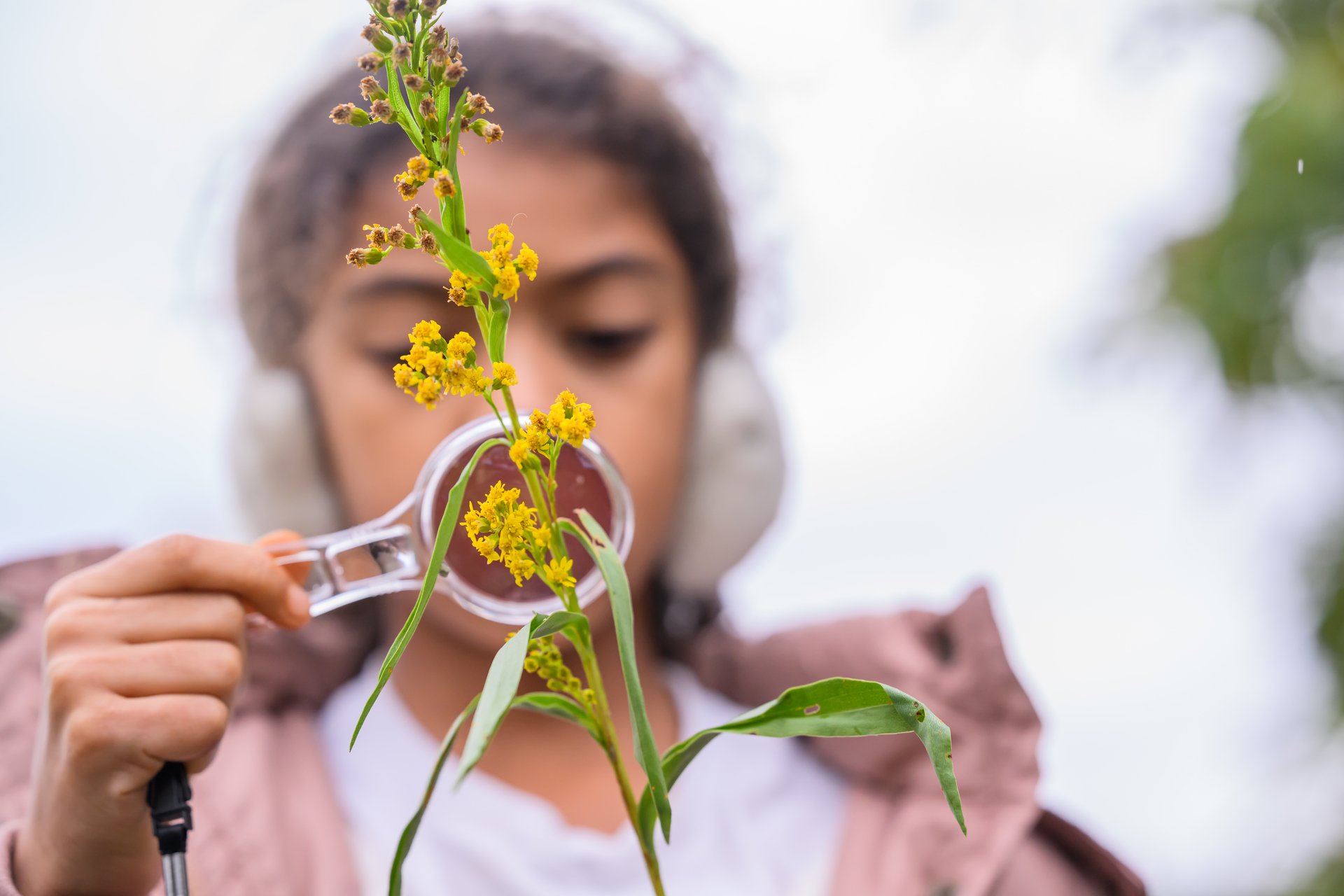 Child looking at yellow flower through magnifying glass