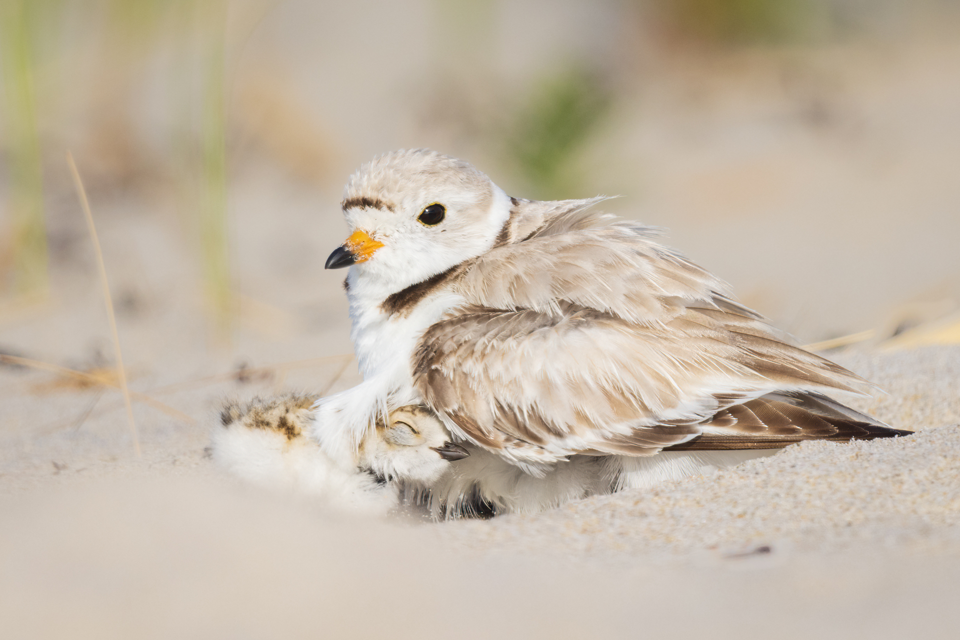 Piping Plover adult and chick