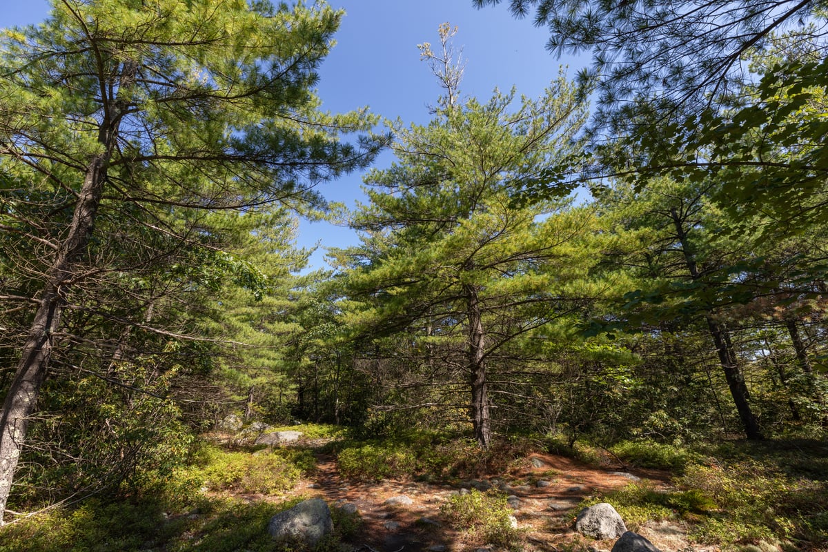 Pine forest with rocks and short vegetation on the ground.