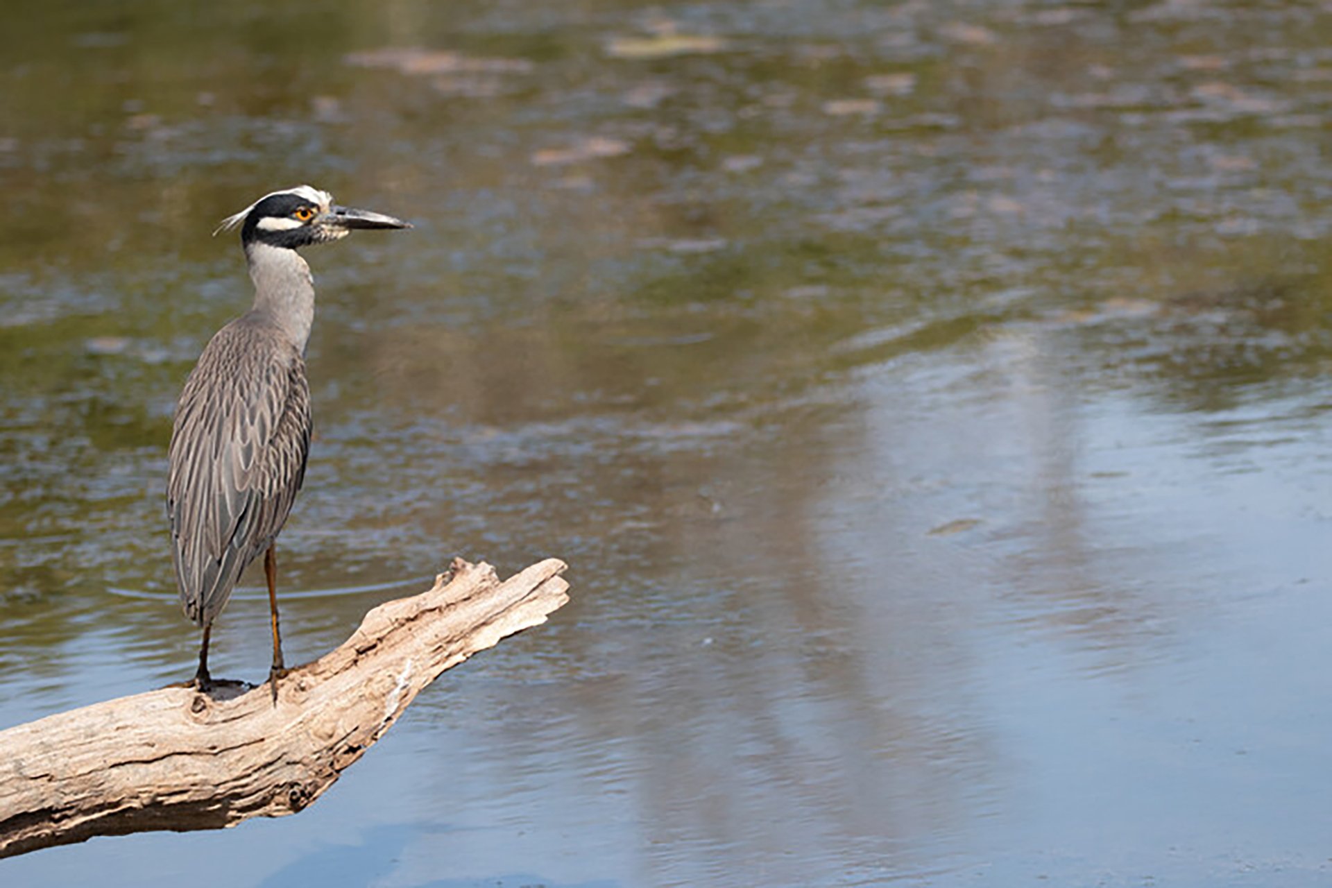 Bird standing on a branch over water