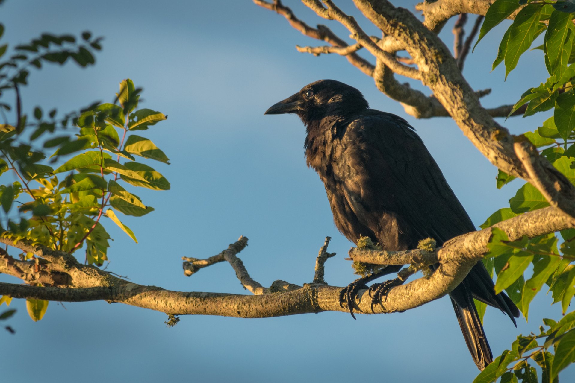 crow perched on a branch in sunlight