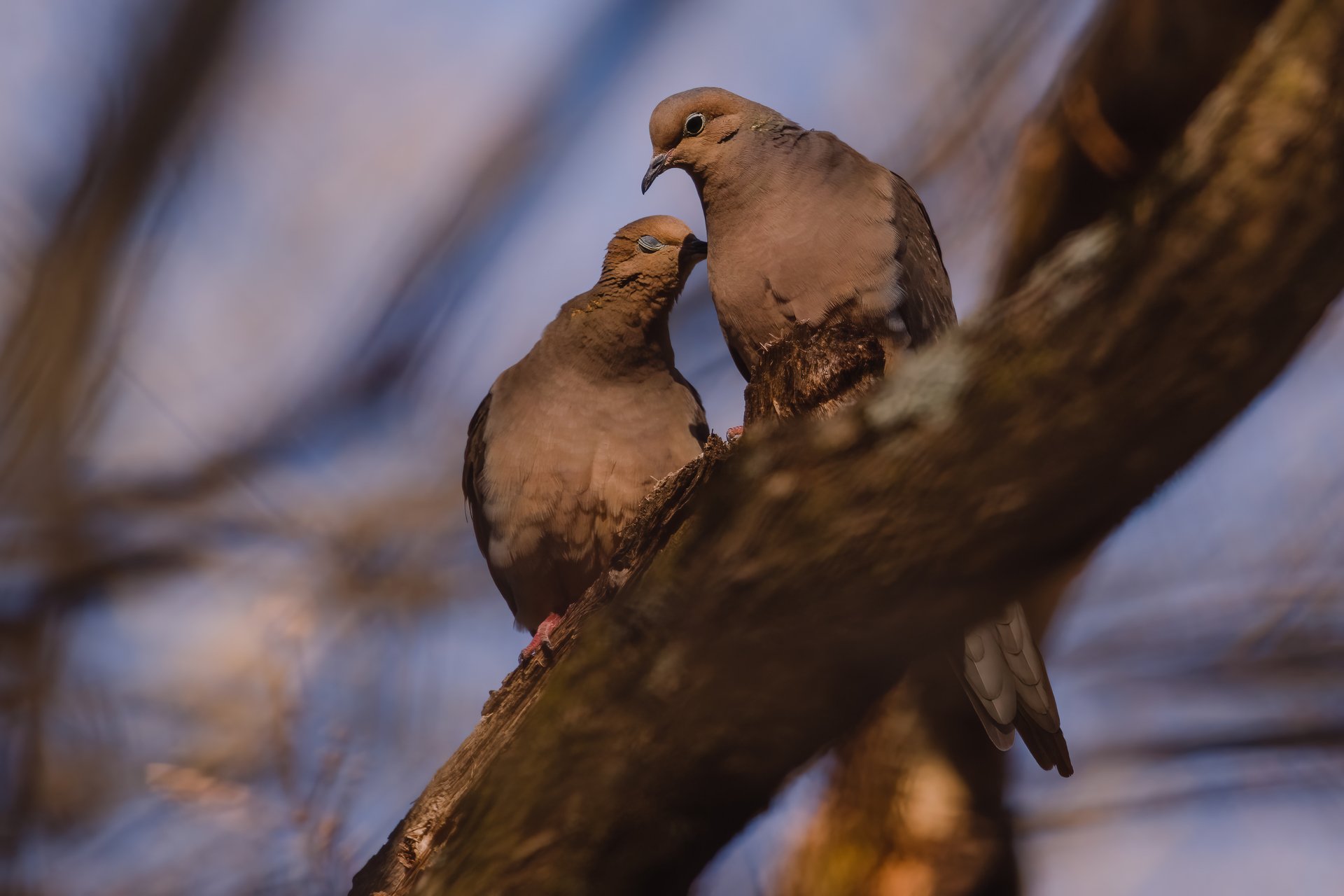 Two Mourning Doves nestled on branch