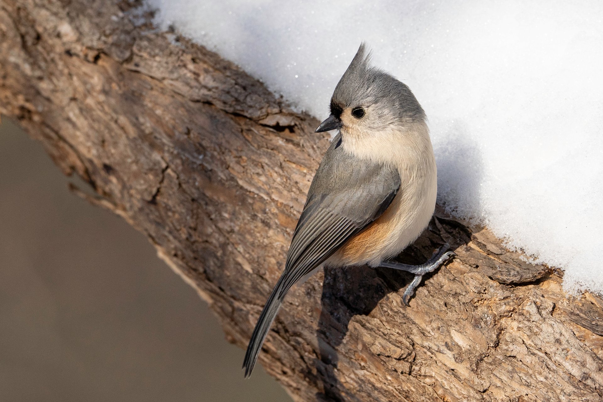 Tufted Titmouse on snowy branch