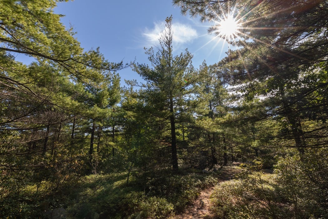 Sun and Trees at Flat Rock Wildlife Sanctuary