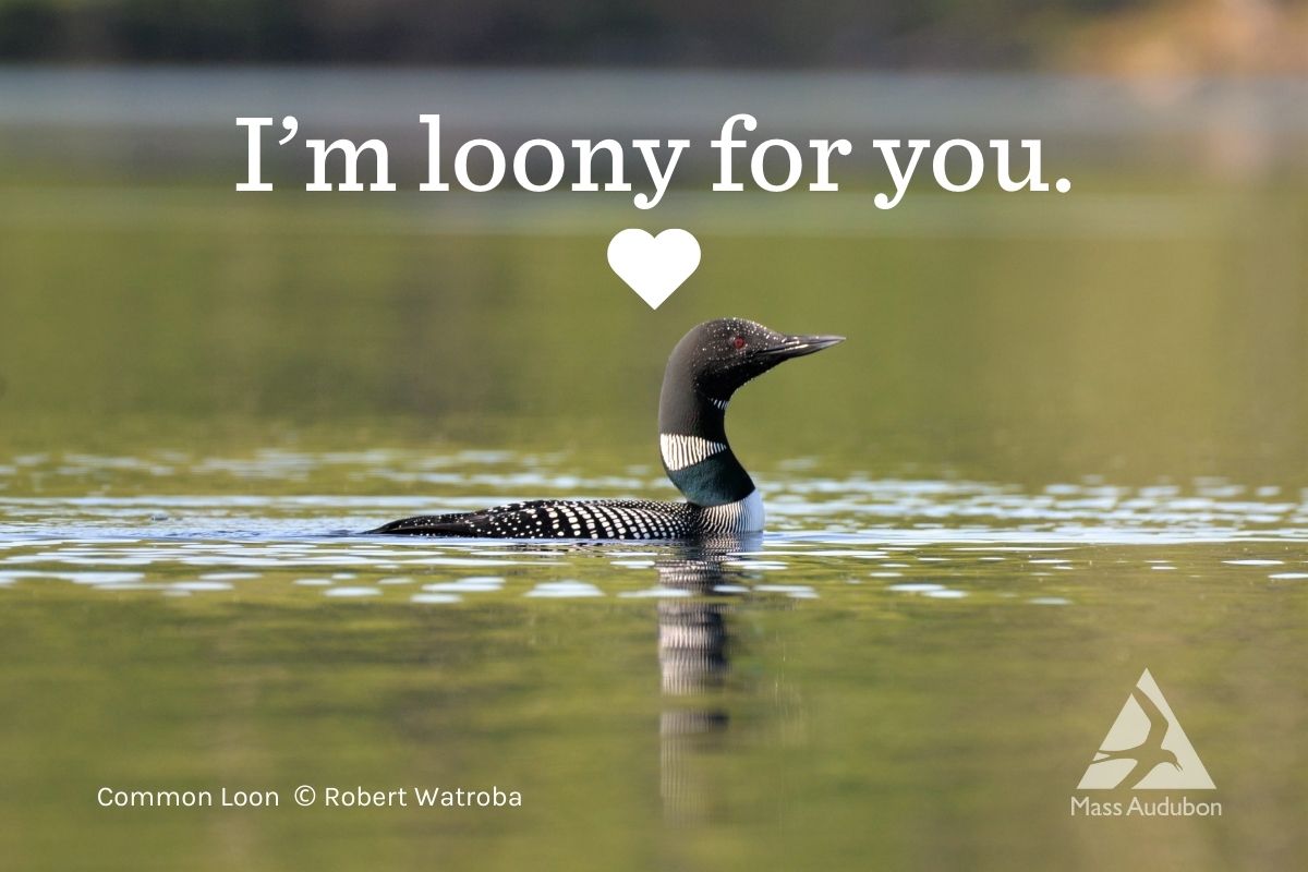 Common Loon Valentine
