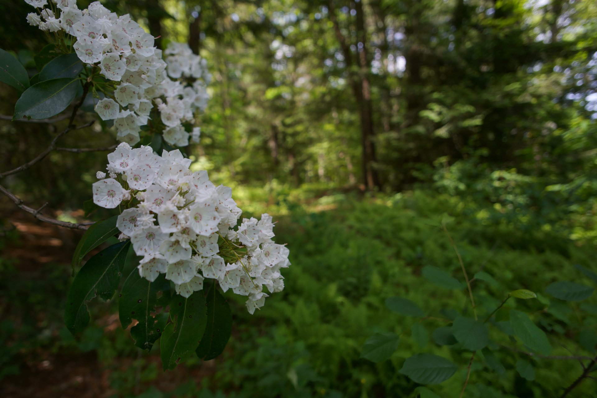 White flowers in focus with green forest in background.