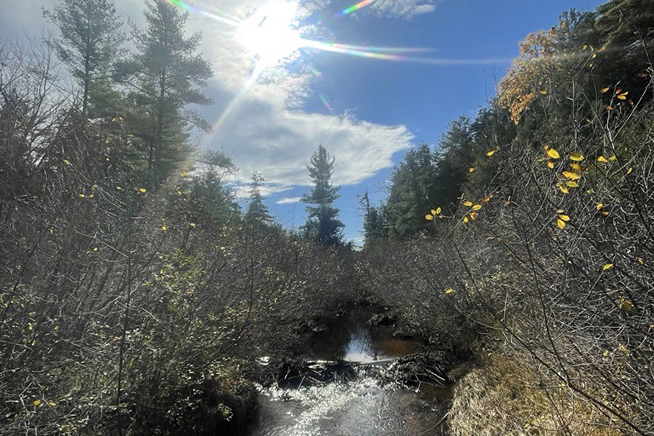 brook with sun in sky