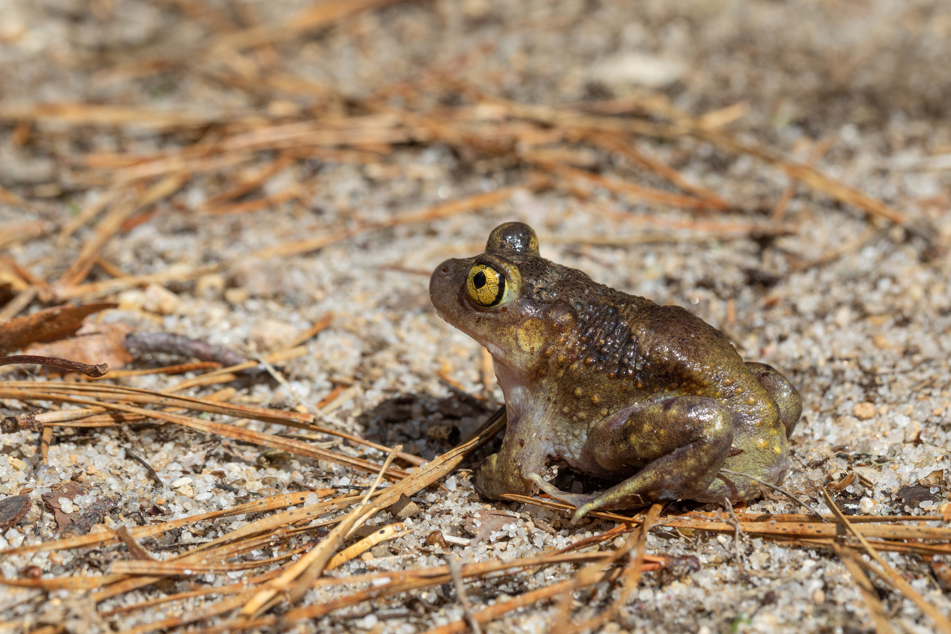 Eastern Spadefoot Toad on the Ground