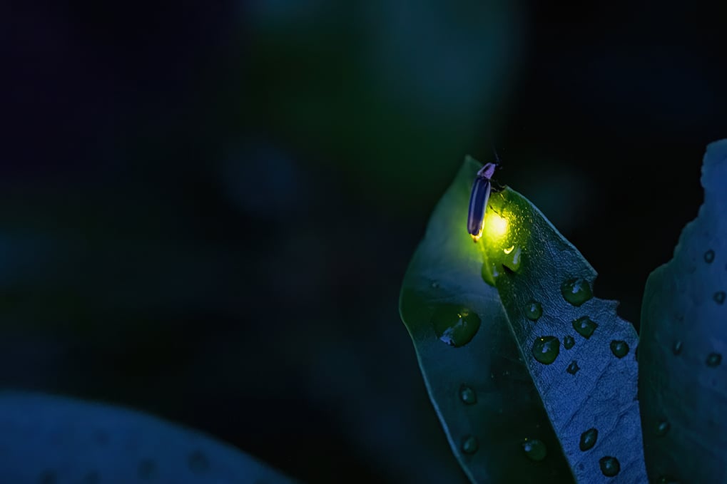 Dark image with a flrefly lighting up a wet leaf