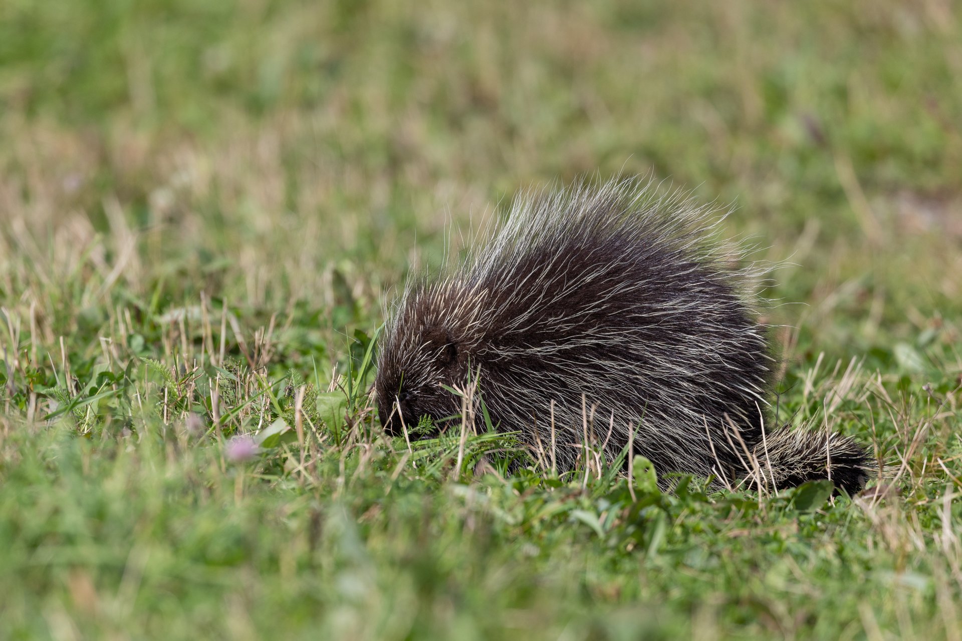 Porcupine in the grass.