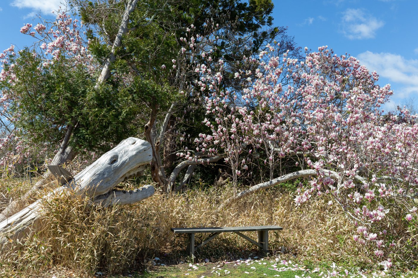 bench with a blooming tree and a stump that looks like a mouth