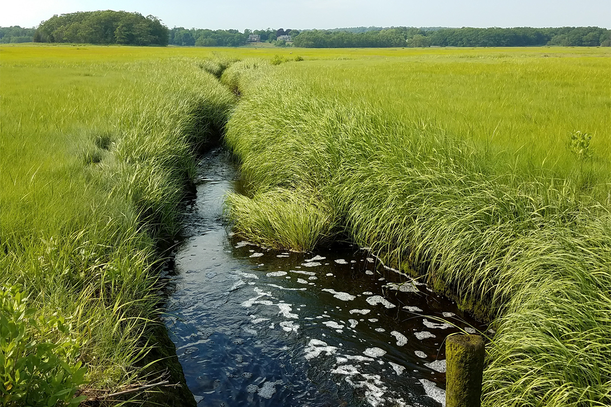 A small stream running through a marshy meadow.